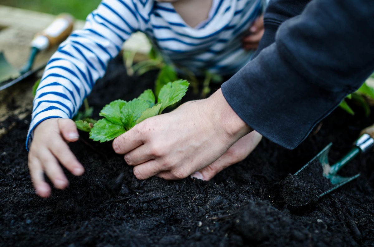 Mother's and young daughter's hands gardening together.