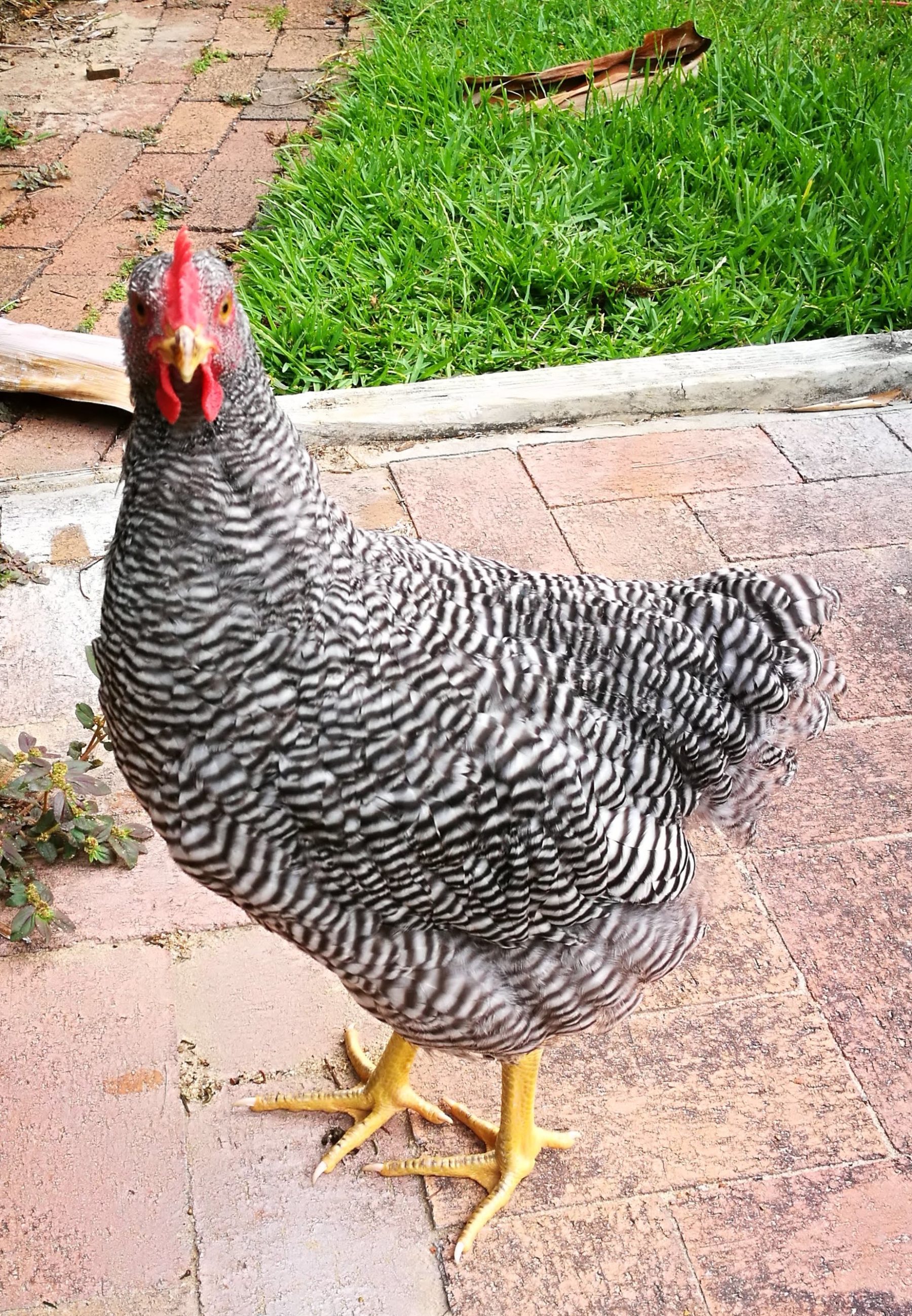 How to harvest your pet rooster…..Au Revoir Zebra Z The Beaches Farm Girl