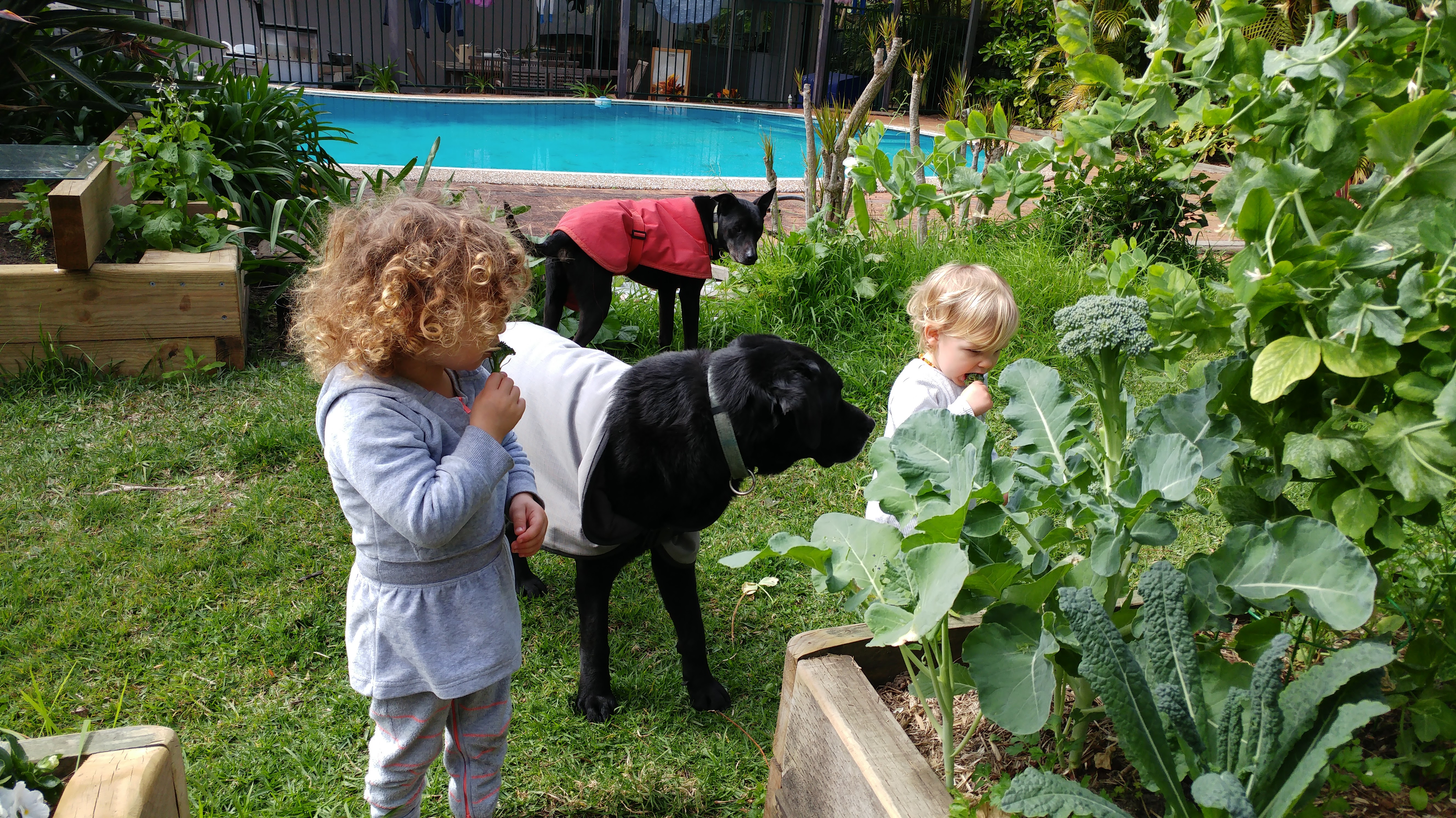 Toddlers eating raw broccolini from the vegetable garden