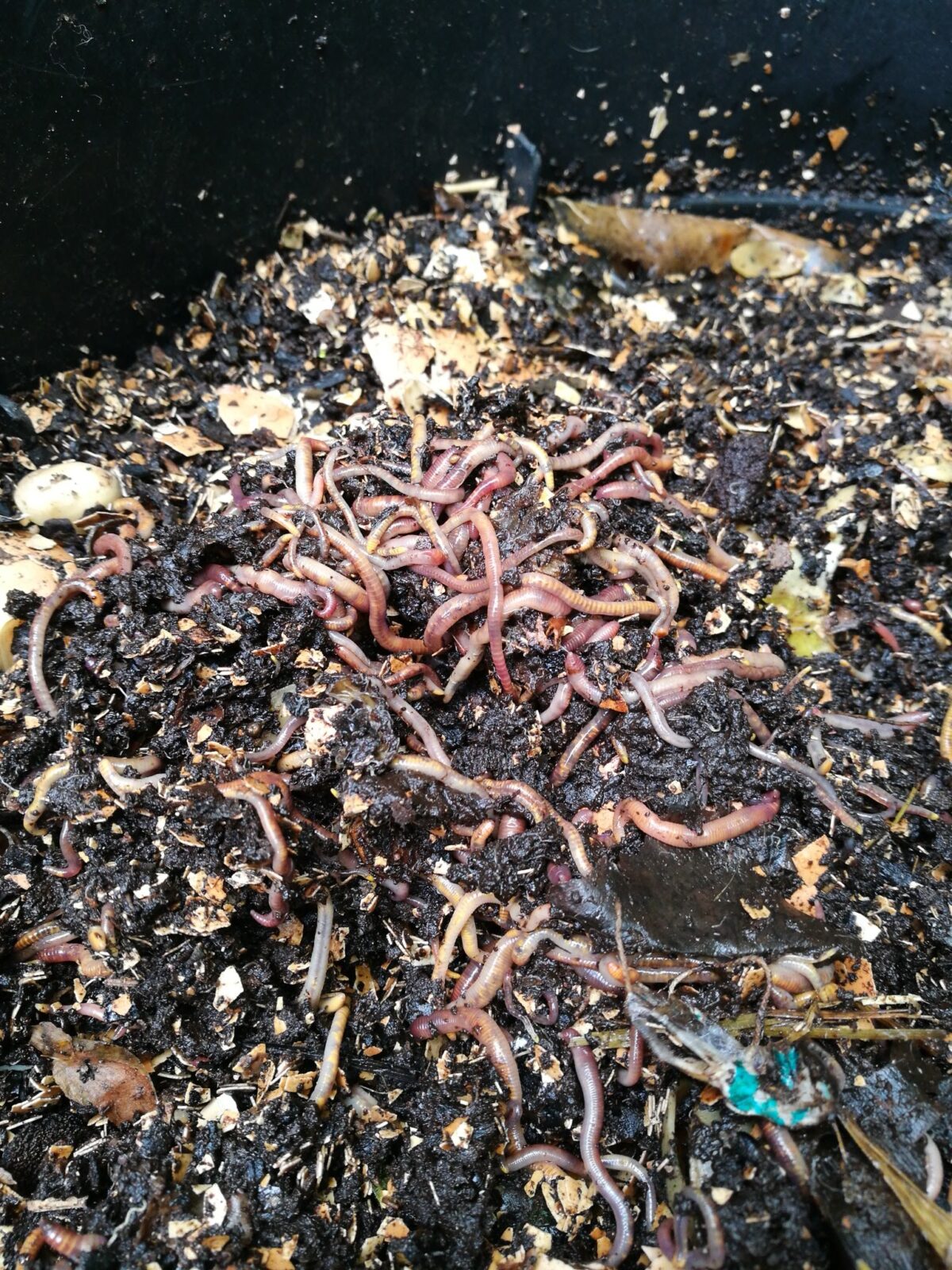 Worm farm