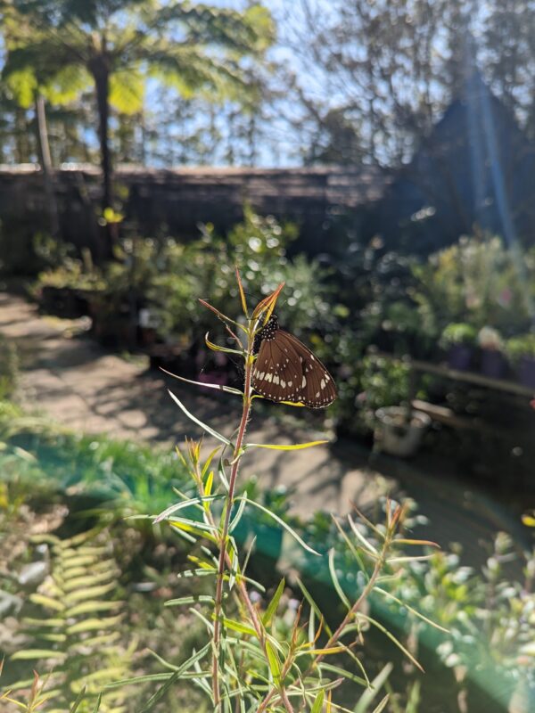 Butterfly at Circada Glen Nursery