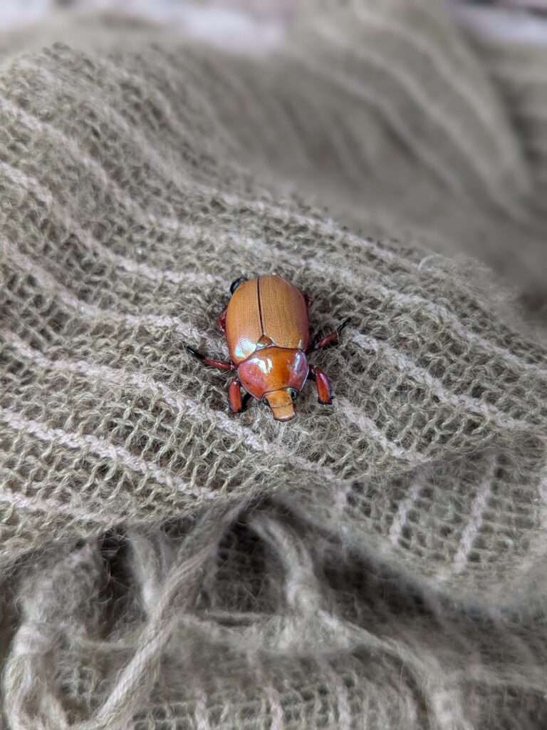 Beetle at Darlinghurst Farm