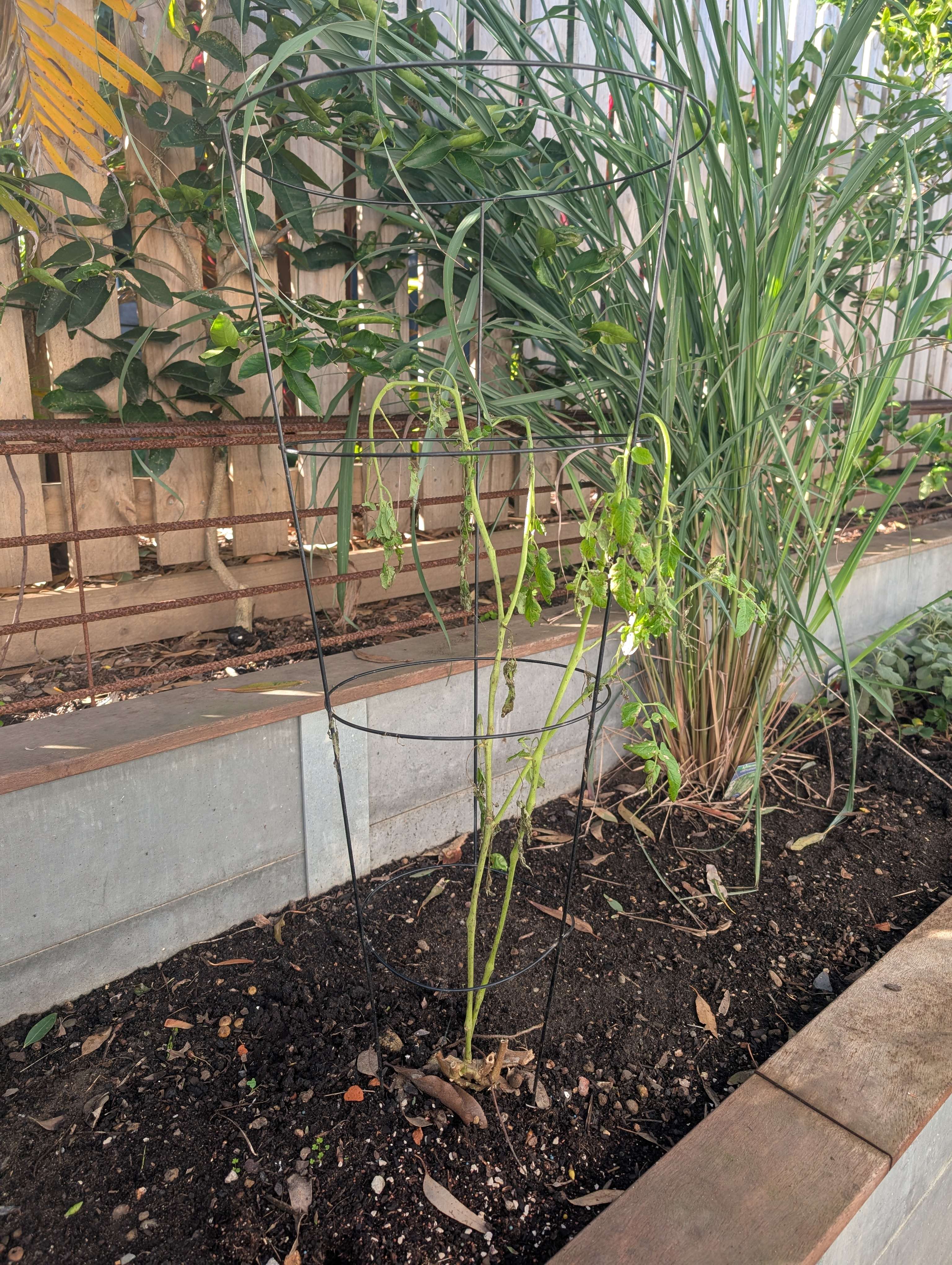 Thriving Lemongrass and dying tomato plant in June Winter Vegetable Garden