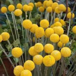 I've planted seeds of Billy Buttons round, yellow flowers