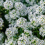 Seeds of Sweet alysium carpet of snow small white flowers planted