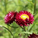 I've planted seeds of helycrisium pink bright paper flower