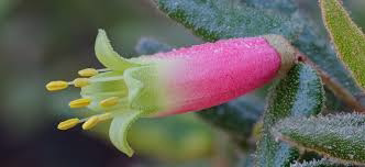 Native flowers, the Native Fucshia image by Northern Beaches Council