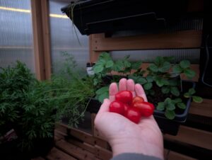 Female gardener with a small handful of ripe cherry tomatoes in a greenhouse